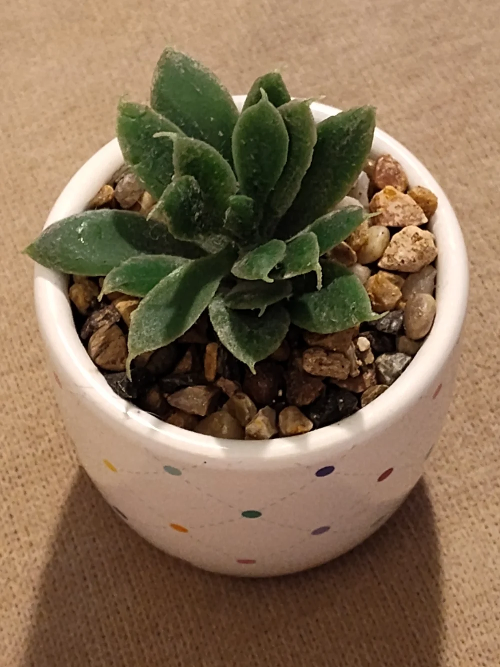 Small Green Succulent in Polka Dot Ceramic Pot